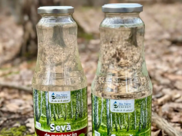 Seva de mesteacan
