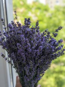 lavanda fest